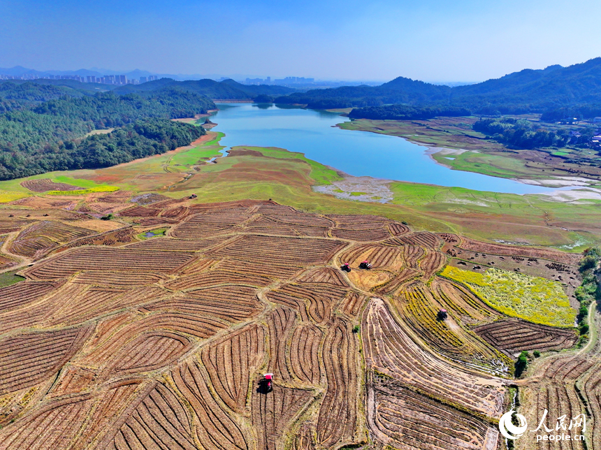 村民駕駛油菜翻耕施肥播種一體機進行犁地、耕整、播種作業。人民網 朱海鵬攝