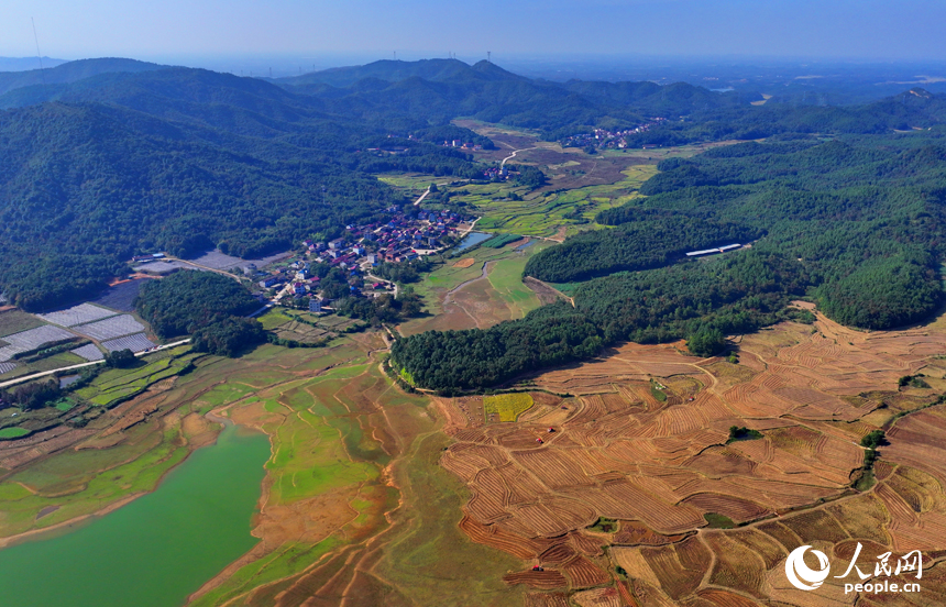 村民駕駛油菜翻耕施肥播種一體機進行犁地、耕整、播種作業。人民網 朱海鵬攝