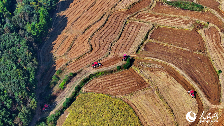 村民駕駛油菜翻耕施肥播種一體機進行犁地、耕整、播種作業。人民網 朱海鵬攝
