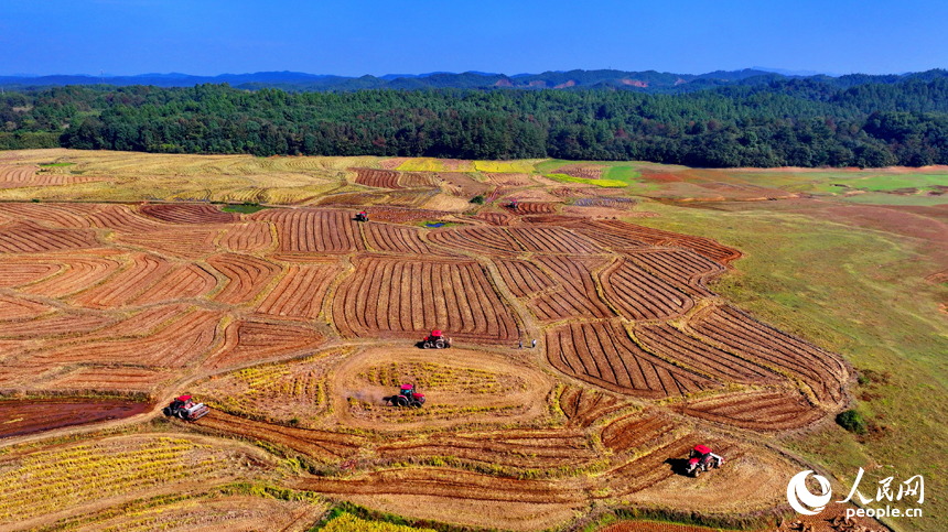村民駕駛油菜翻耕施肥播種一體機進行犁地、耕整、播種作業。人民網 朱海鵬攝