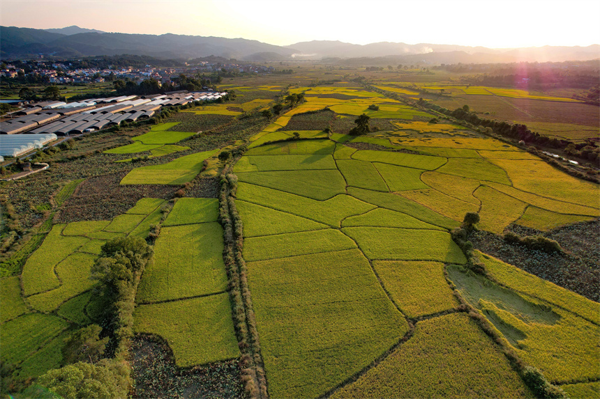 一座座集中連片的設施蔬菜大棚好似一個個“琴鍵”，在沃野上奏響著鄉村振興協奏曲。危仁鵬攝