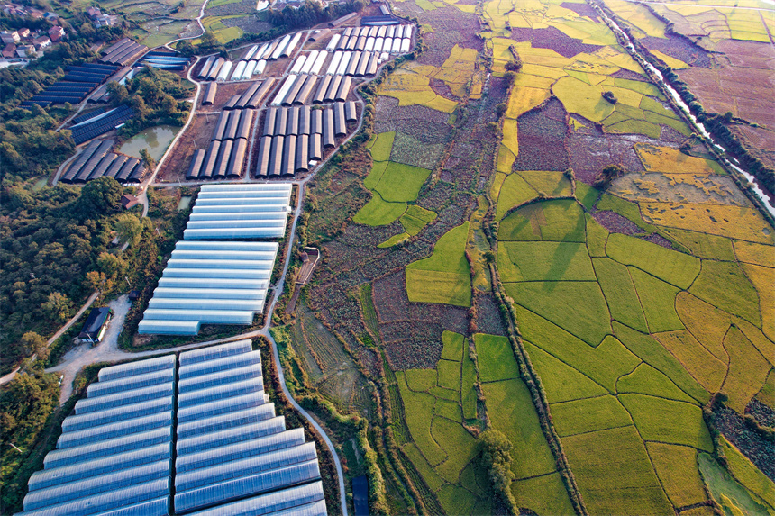 航拍江西省撫州市廣昌縣頭陂鎮西港村大棚蔬菜種植基地。危仁鵬攝