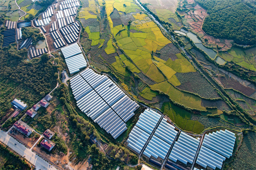 航拍江西省撫州市廣昌縣頭陂鎮西港村大棚蔬菜種植基地。危仁鵬攝