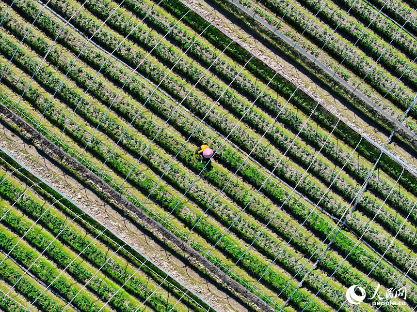 草莓種植基地，農事“鐘點工”在給草莓幼苗進行管護作業。人民網 朱海鵬攝