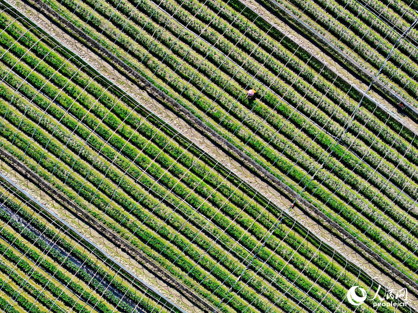 草莓種植基地，農事“鐘點工”在給草莓幼苗進行管護作業。人民網 朱海鵬攝