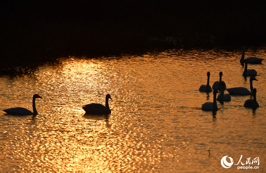 在夕陽的映襯下，一幅絕美的生態畫卷展現在眼前。人民網記者 時雨攝