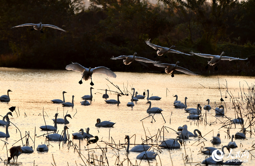候鳥準備降落湖面覓食。 人民網記者 時雨攝