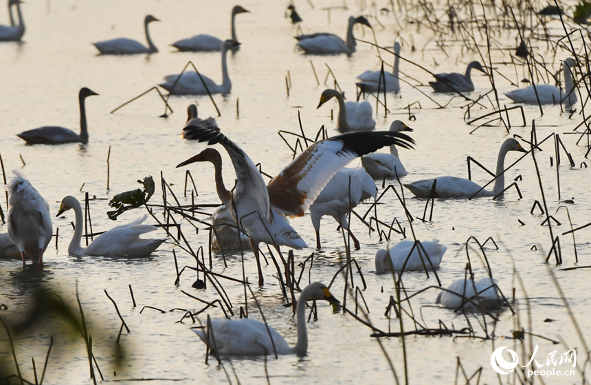 白鶴展翅。 人民網記者 時雨攝