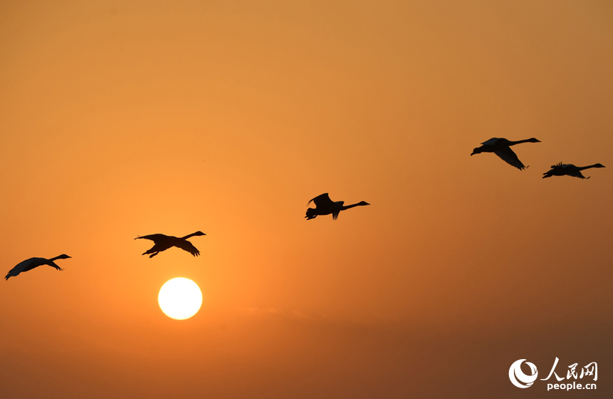 夕陽西下，候鳥歸巢。 人民網記者 時雨攝