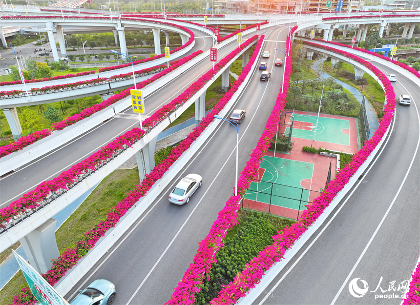 贛州市城區多條高架路上的三角梅競相綻放。人民網 朱海鵬攝