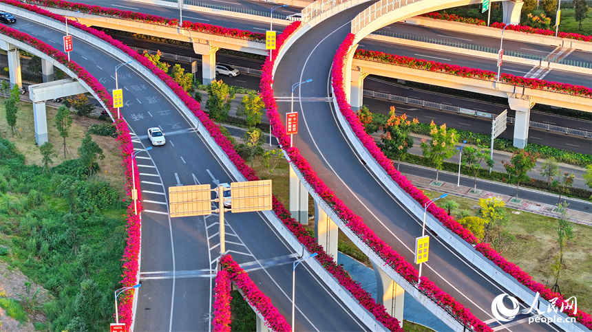 贛州市城區多條高架路上的三角梅競相綻放。人民網 朱海鵬攝