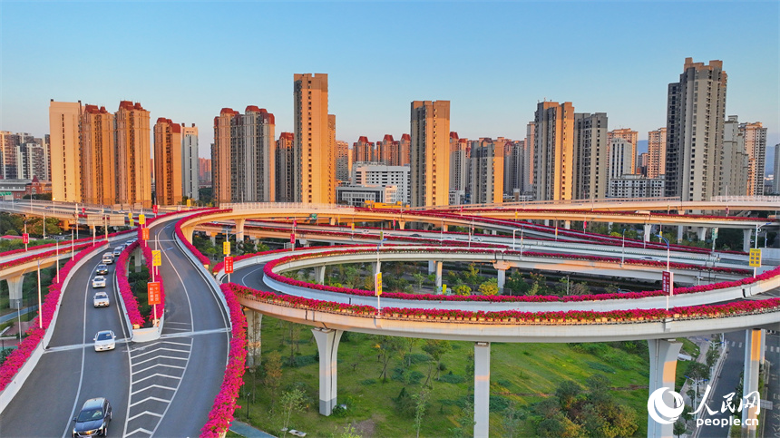 贛州市城區多條高架路上的三角梅競相綻放。人民網 朱海鵬攝