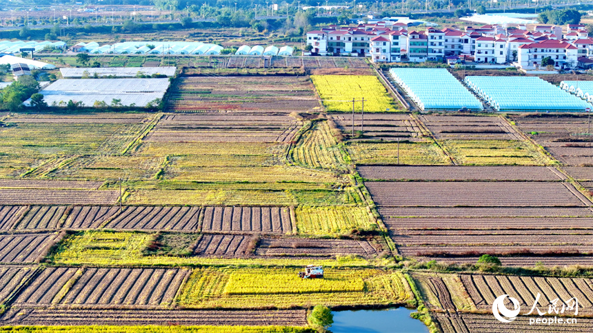 收割機在稻田間來回作業，一株株水稻通過脫粒后進入谷倉，實現顆粒歸倉。人民網 朱海鵬攝