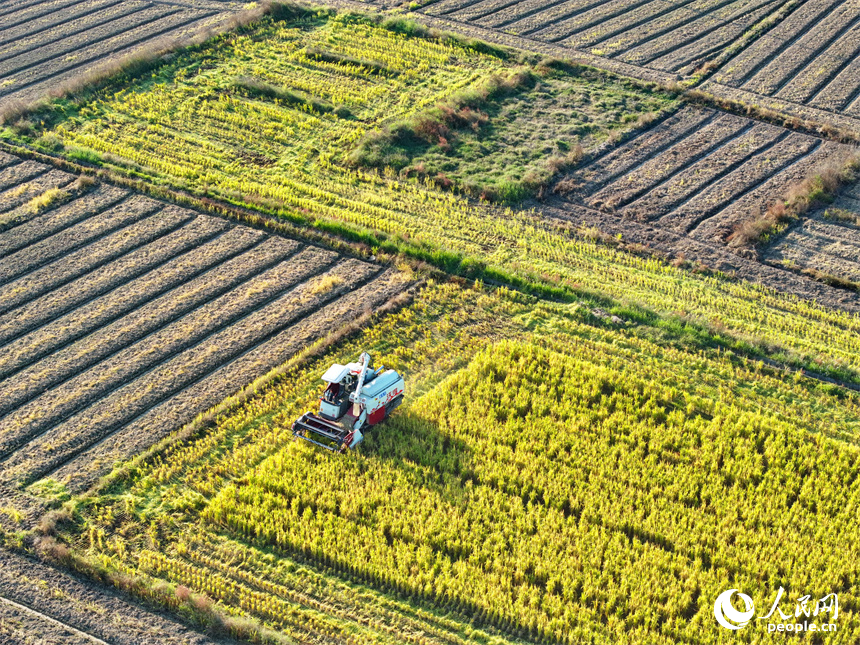 收割機在稻田間來回作業，一株株水稻通過脫粒后進入谷倉，實現顆粒歸倉。人民網 朱海鵬攝