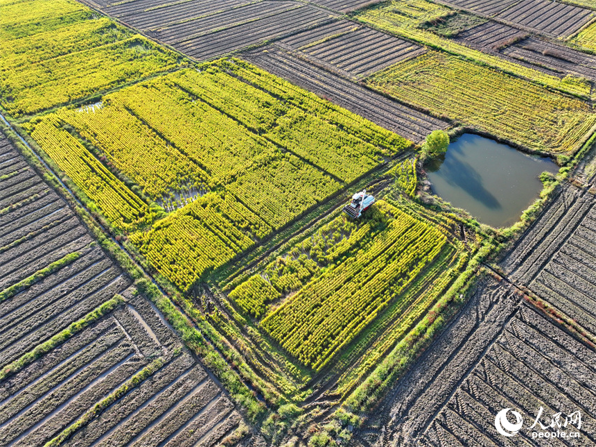 收割機在稻田間來回作業，一株株水稻通過脫粒后進入谷倉，實現顆粒歸倉。人民網 朱海鵬攝