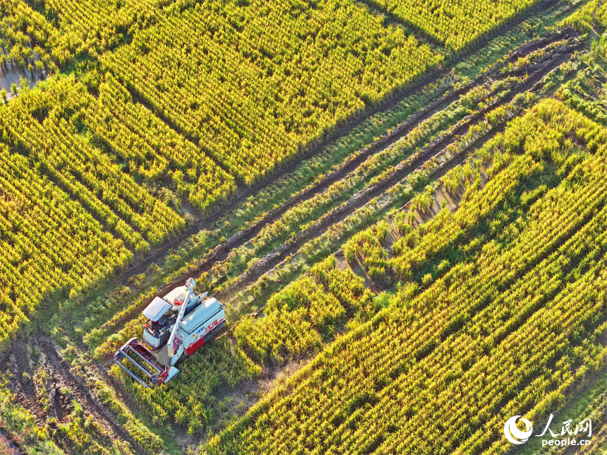 收割機在稻田間來回作業，一株株水稻通過脫粒后進入谷倉，實現顆粒歸倉。人民網 朱海鵬攝