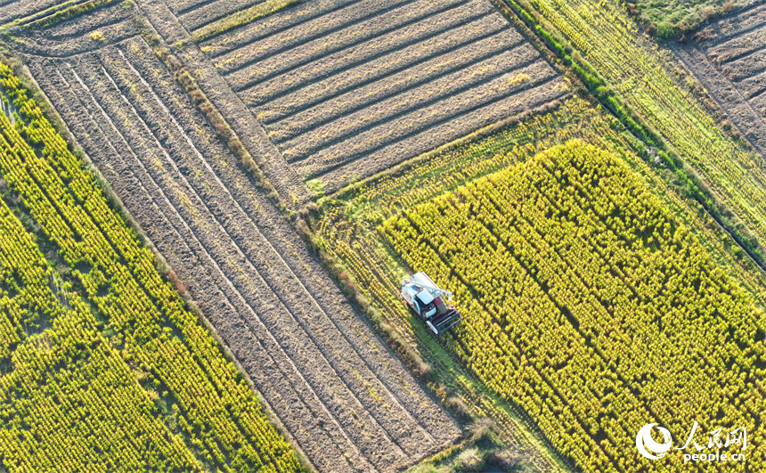 收割機在稻田間來回作業，一株株水稻通過脫粒后進入谷倉，實現顆粒歸倉。人民網 朱海鵬攝