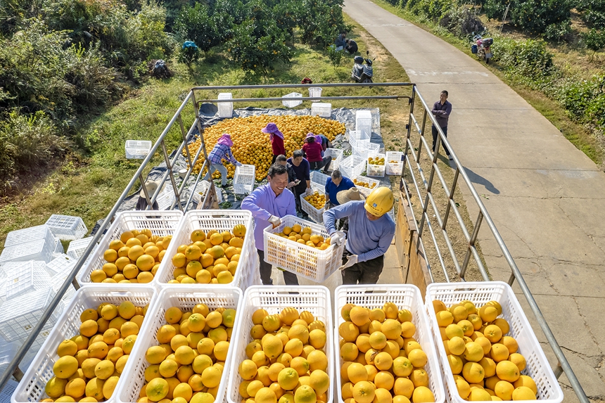 果農忙著分揀裝箱。張元兵攝