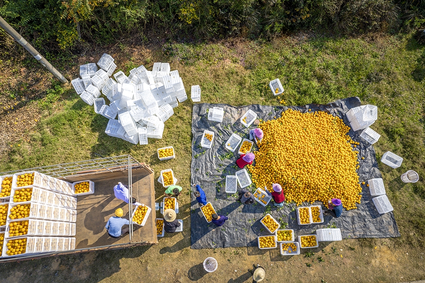 果農忙著分揀裝箱。張元兵攝