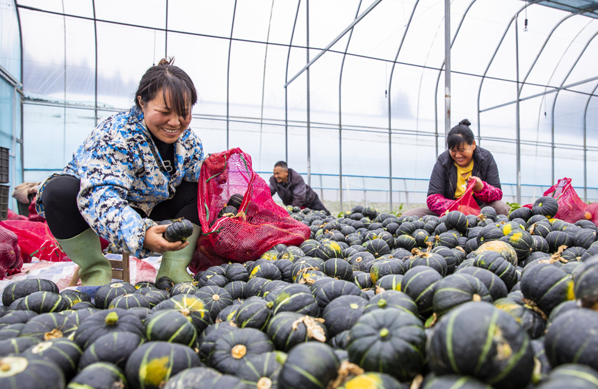 南豐縣桑田鎮根竹村的貝貝南瓜喜獲豐收，農民正在采收、裝袋。曾俊超攝