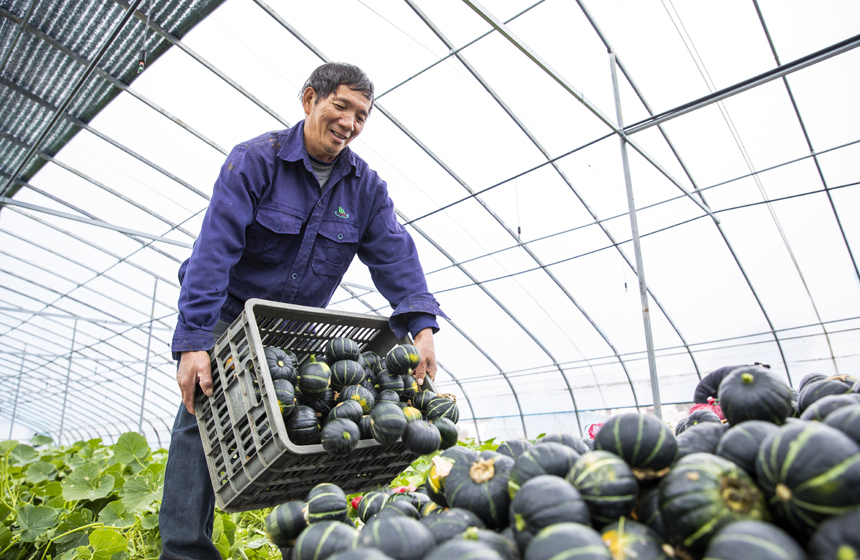 南豐縣桑田鎮根竹村的貝貝南瓜喜獲豐收。曾俊超攝