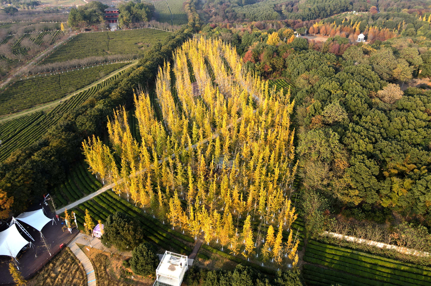 江西省南昌縣鳳凰溝景區銀杏迎來最佳觀賞季。虞亮亮攝