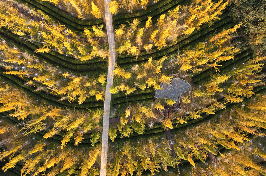 江西省南昌縣鳳凰溝景區銀杏迎來最佳觀賞季。虞亮亮攝