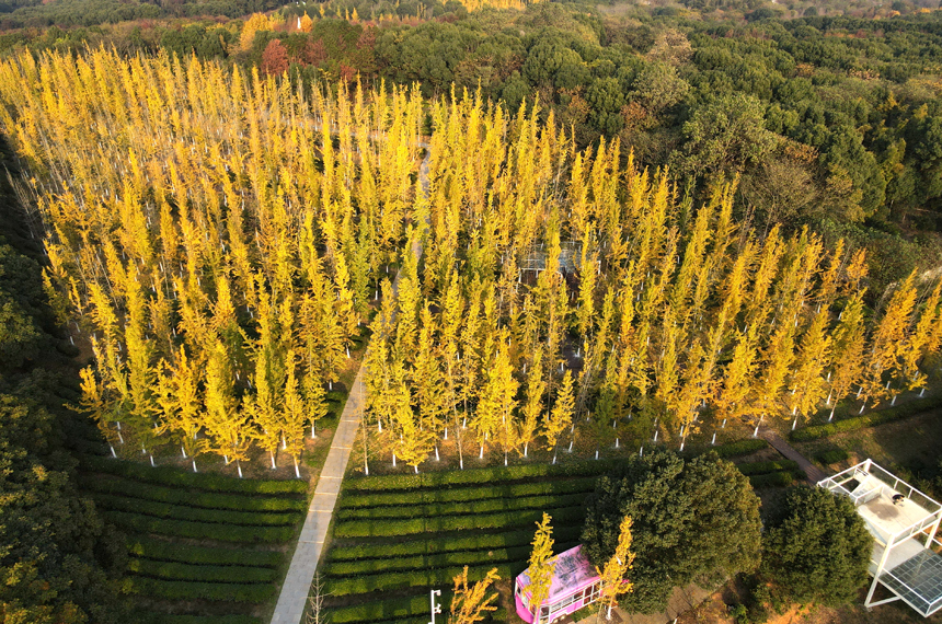 江西省南昌縣鳳凰溝景區銀杏迎來最佳觀賞季。虞亮亮攝