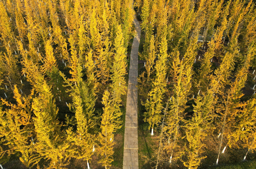 江西省南昌縣鳳凰溝景區銀杏迎來最佳觀賞季。虞亮亮攝