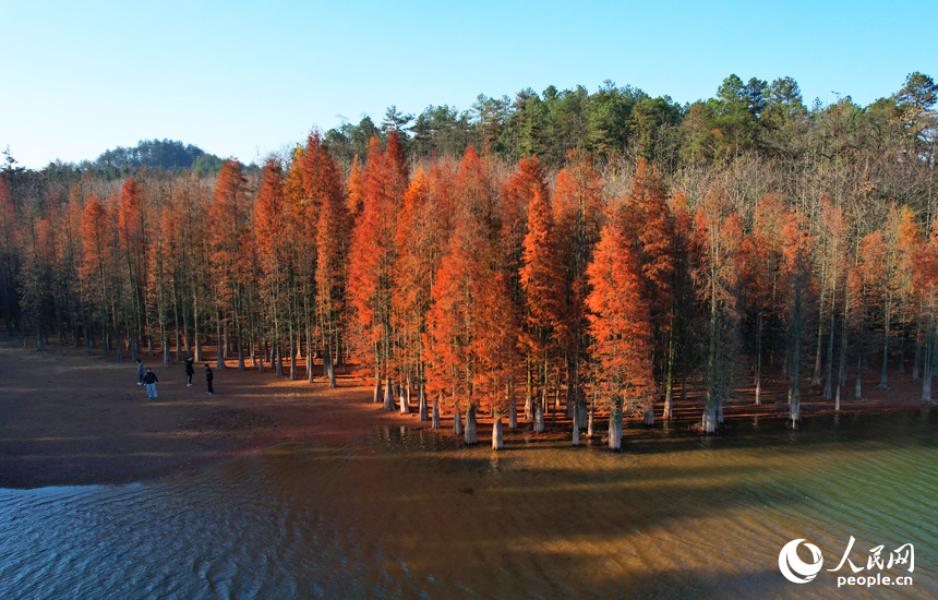 航拍鏡頭下的江西省南昌縣黃馬鄉白虎嶺景區，水杉樹換上“紅裝”。人民網記者 毛思遠攝