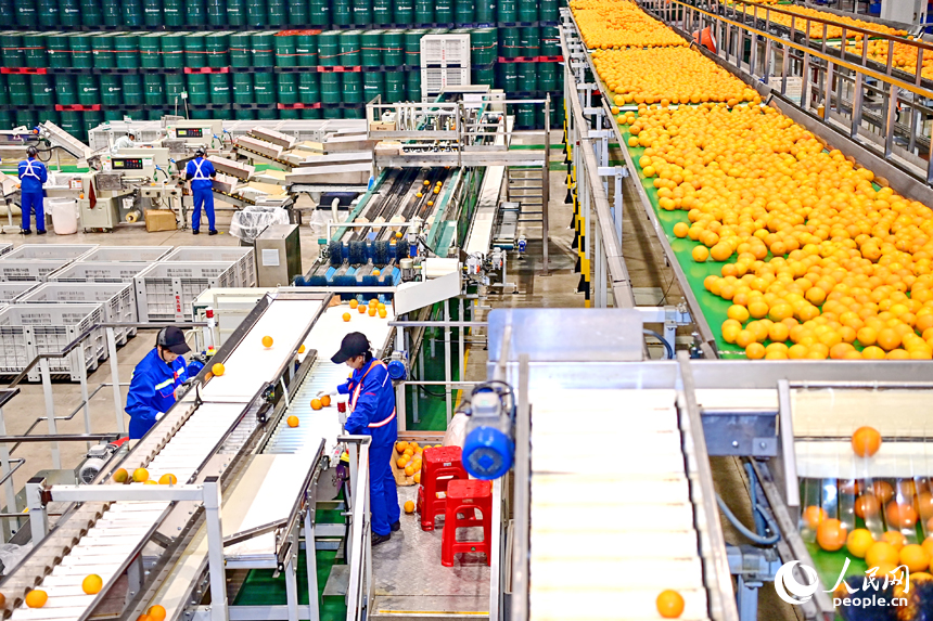 車間內，員工在智能分揀線上忙碌，一個個臍橙經過種種工序完成裝箱外銷。人民網 朱海鵬攝