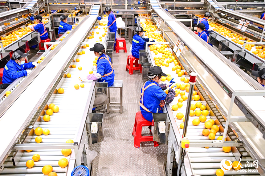 車間內，員工在智能分揀線上忙碌，一個個臍橙經過種種工序完成裝箱外銷。人民網 朱海鵬攝