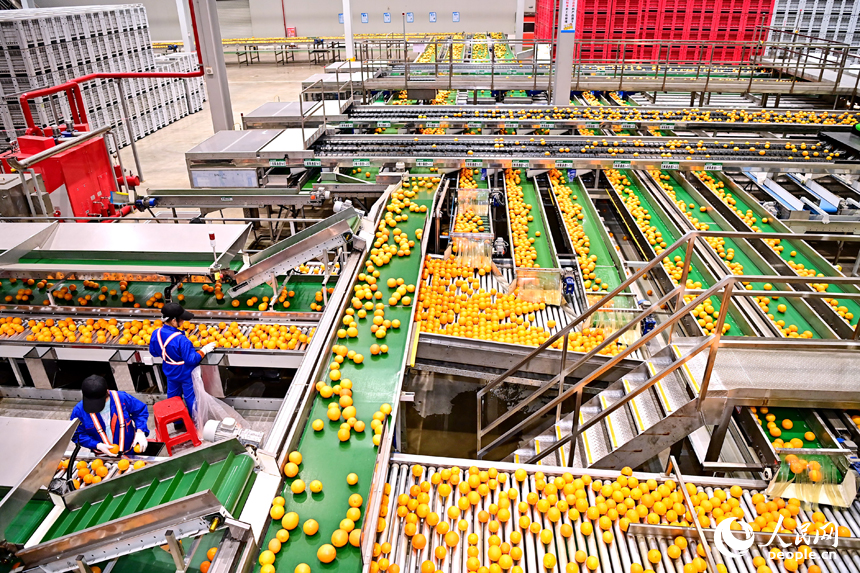 車間內，員工在智能分揀線上忙碌，一個個臍橙經過種種工序完成裝箱外銷。人民網 朱海鵬攝