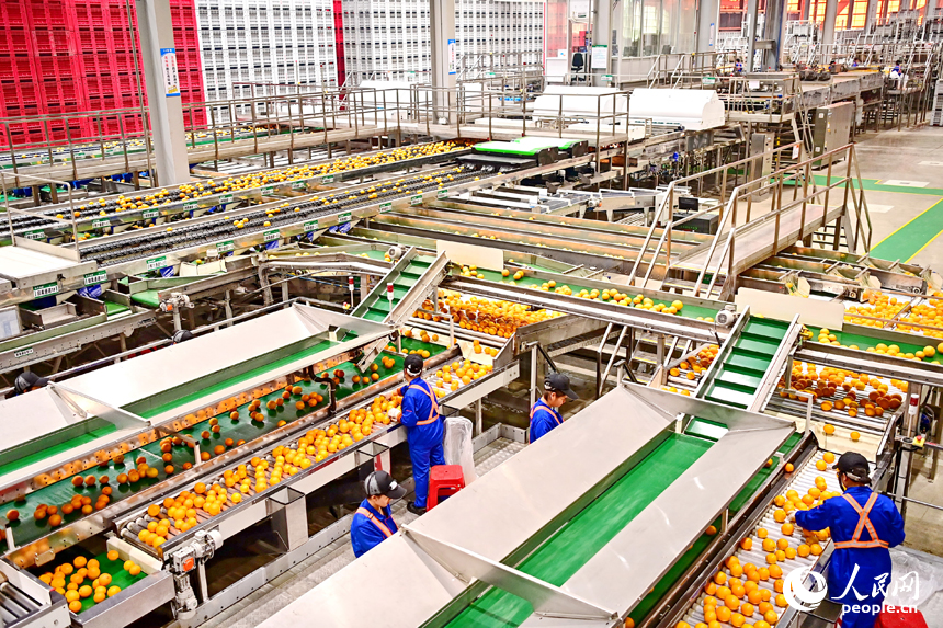 車間內，員工在智能分揀線上忙碌，一個個臍橙經過種種工序完成裝箱外銷。人民網 朱海鵬攝