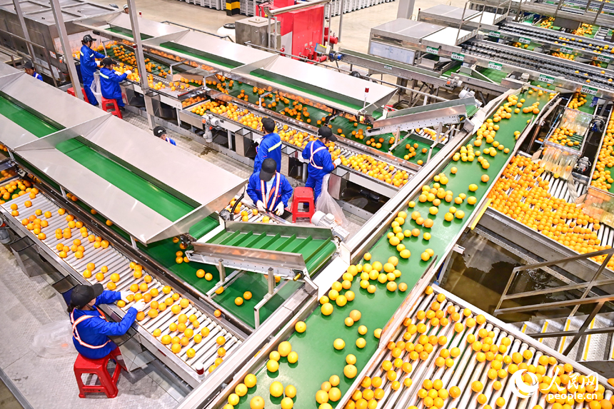 車間內，員工在智能分揀線上忙碌，一個個臍橙經過種種工序完成裝箱外銷。人民網 朱海鵬攝