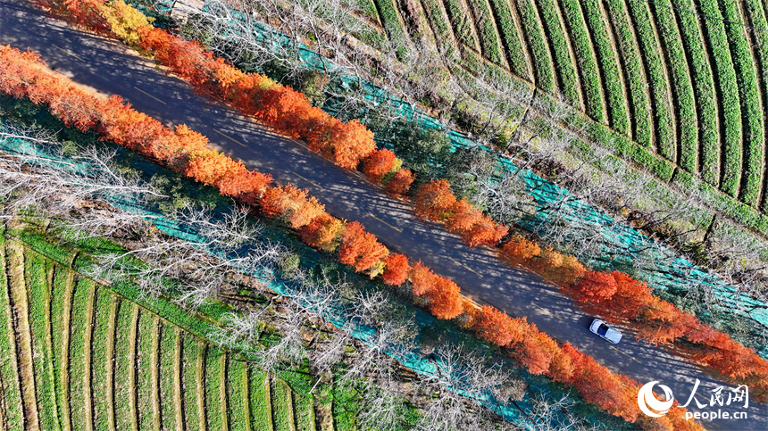 車輛行駛在“白改黑”提升改造后的鄉村公路上。人民網 朱海鵬攝