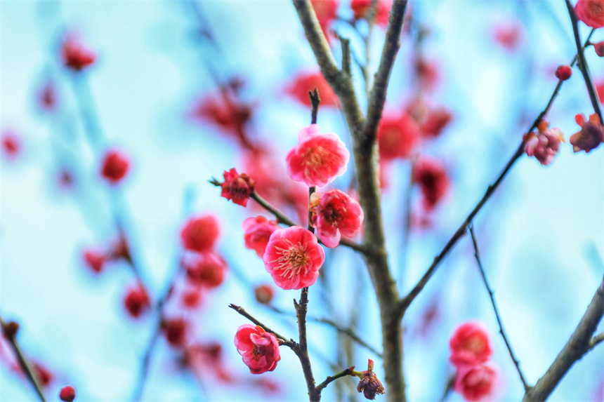 江西省贛州市全南縣南逕鎮黃云村梅園內的梅花綻放。尹其奇攝