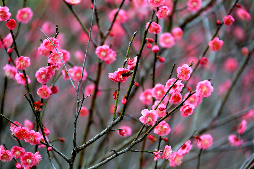 江西省贛州市全南縣南逕鎮黃云村梅園內的梅花綻放。尹其奇攝