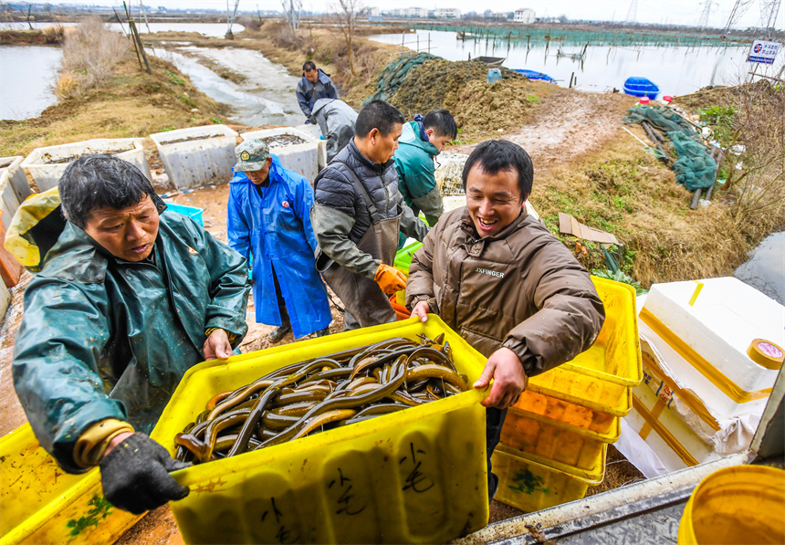 養殖戶們搶抓時機捕撈、裝運黃鱔。周亮攝