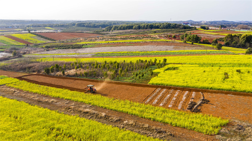 村民駕駛著農機在翻耕田地。周亮攝