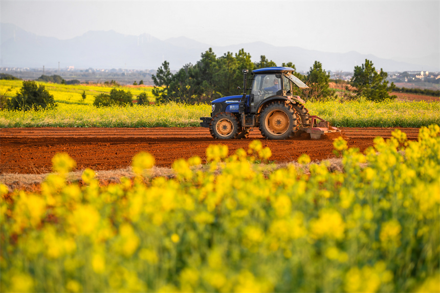村民駕駛著農機在翻耕田地。周亮攝