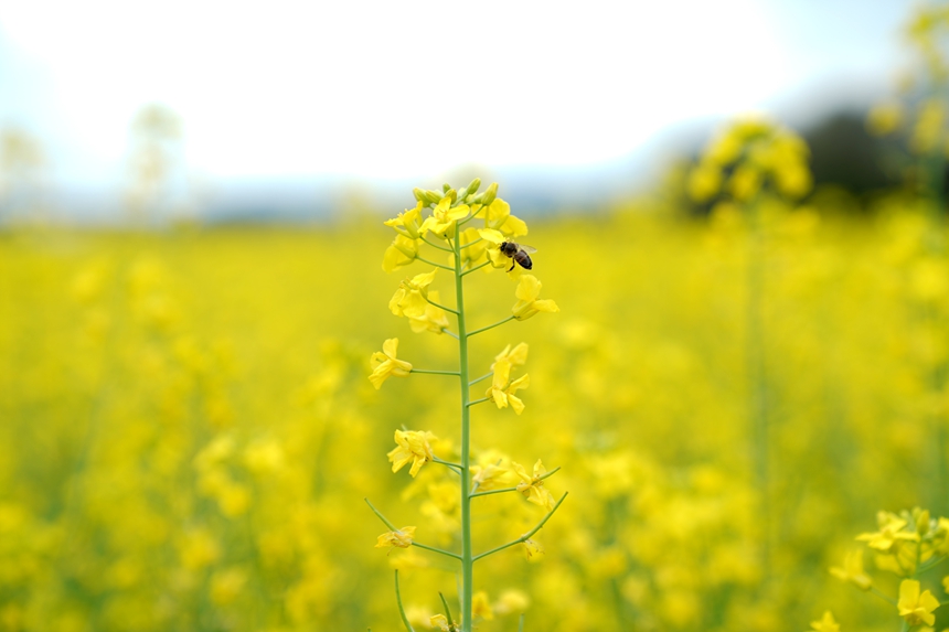 江西省贛州市會昌縣西江鎮千畝油菜花競相綻放。劉兆春攝