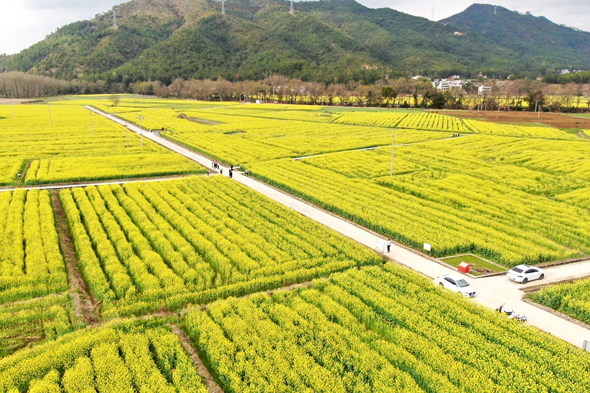 江西省贛州市會昌縣西江鎮千畝油菜花競相綻放。劉兆春攝