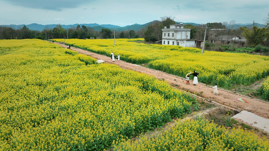 江西省贛州市信豐縣鐵石口鎮極富村，近千畝油菜花肆意綻放。劉陽春攝