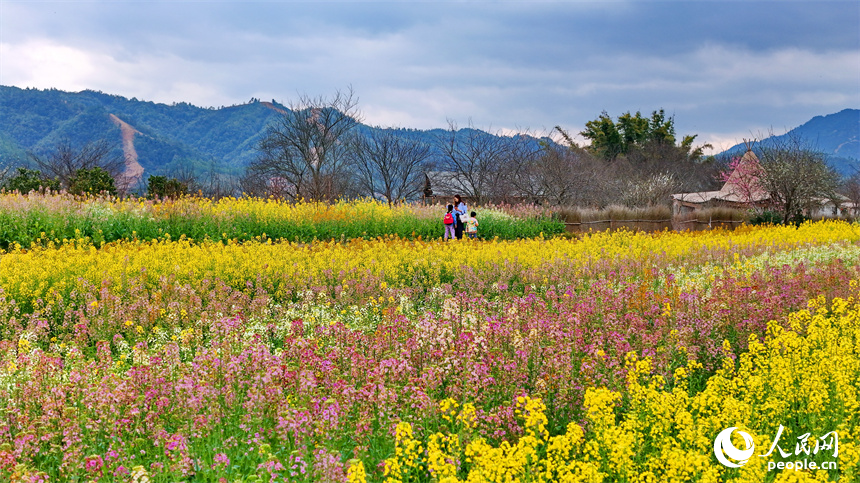 贛州市贛縣區湖江鎮洲坪村，連片的彩色油菜花盛開，吸引許多游客前來觀賞游玩。人民網 朱海鵬攝