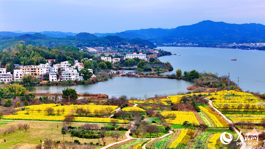 贛州市贛縣區湖江鎮洲坪村，連片的彩色油菜花盛開，吸引許多游客前來觀賞游玩。人民網 朱海鵬攝