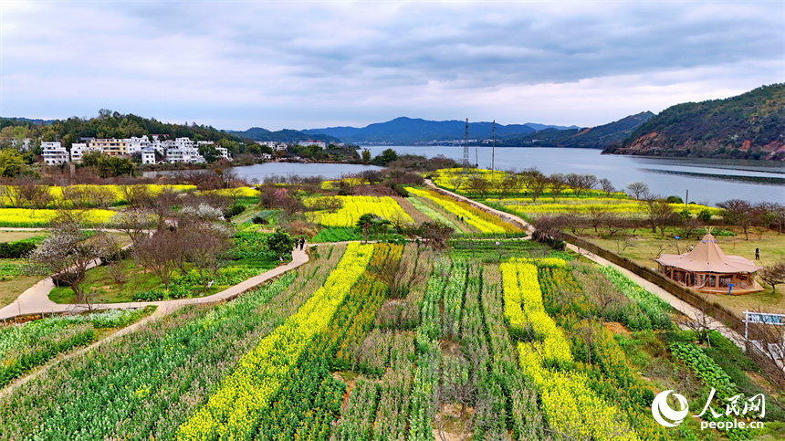 贛州市贛縣區湖江鎮洲坪村，連片的彩色油菜花盛開，吸引許多游客前來觀賞游玩。人民網 朱海鵬攝