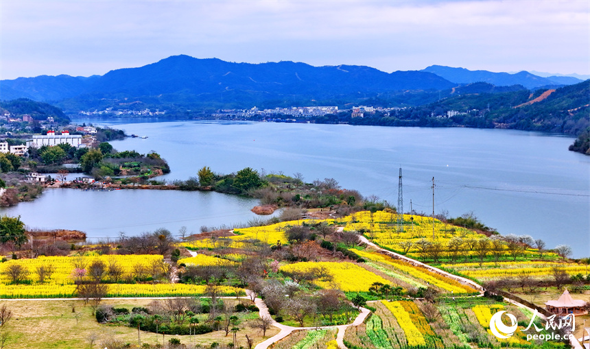 贛州市贛縣區湖江鎮洲坪村，連片的彩色油菜花盛開，吸引許多游客前來觀賞游玩。人民網 朱海鵬攝