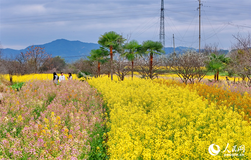 贛州市贛縣區湖江鎮洲坪村，連片的彩色油菜花盛開，吸引許多游客前來觀賞游玩。人民網 朱海鵬攝