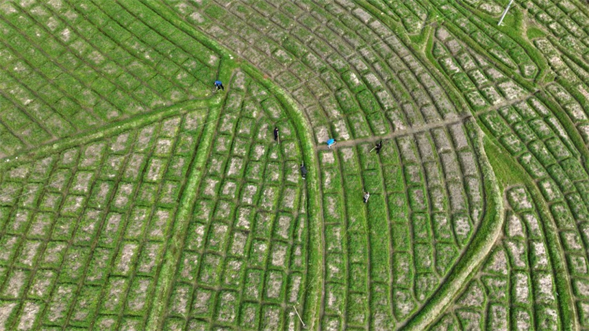 村民正在地里勞作。鄧龍華攝